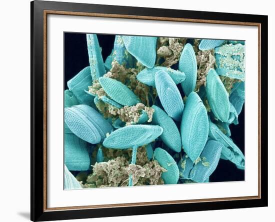 Marine Diatom-Micro Discovery-Framed Photographic Print