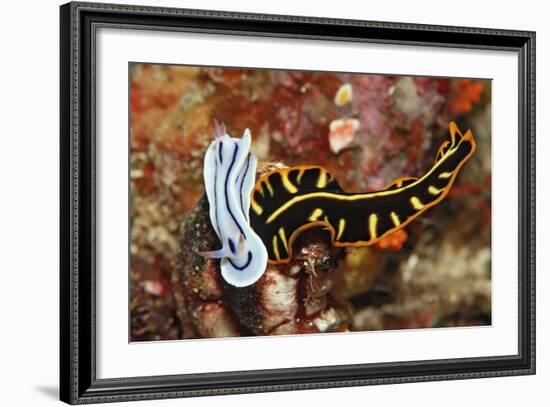 Marine Flatworm and a Sea Slug or Nudibranch (Chromodoris Willani)-Reinhard Dirscherl-Framed Photographic Print