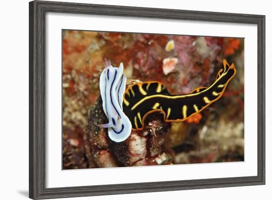 Marine Flatworm and a Sea Slug or Nudibranch (Chromodoris Willani)-Reinhard Dirscherl-Framed Photographic Print