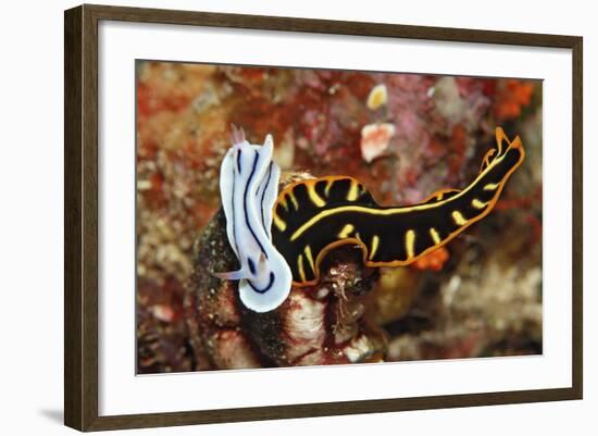 Marine Flatworm and a Sea Slug or Nudibranch (Chromodoris Willani)-Reinhard Dirscherl-Framed Photographic Print