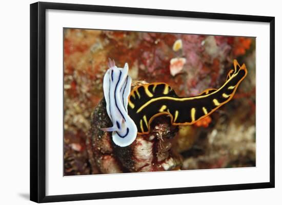 Marine Flatworm and a Sea Slug or Nudibranch (Chromodoris Willani)-Reinhard Dirscherl-Framed Photographic Print