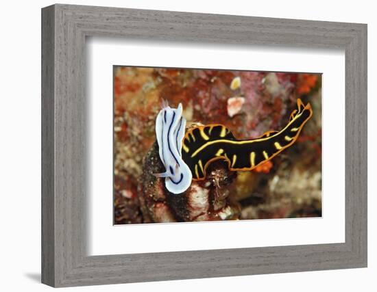 Marine Flatworm and a Sea Slug or Nudibranch (Chromodoris Willani)-Reinhard Dirscherl-Framed Photographic Print