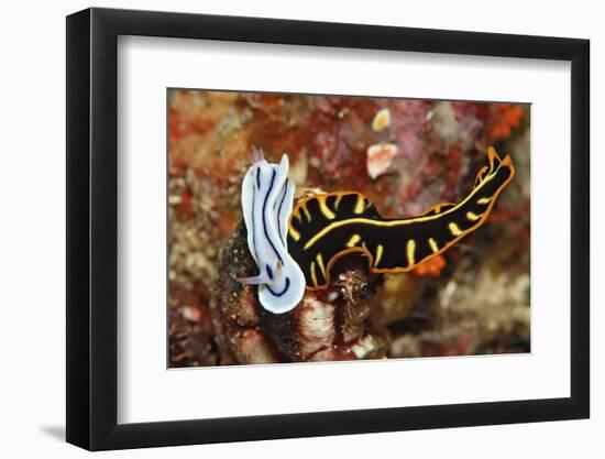 Marine Flatworm and a Sea Slug or Nudibranch (Chromodoris Willani)-Reinhard Dirscherl-Framed Photographic Print