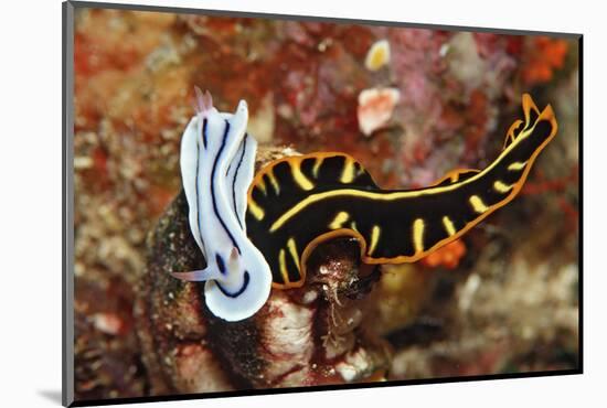 Marine Flatworm and a Sea Slug or Nudibranch (Chromodoris Willani)-Reinhard Dirscherl-Mounted Photographic Print