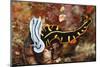 Marine Flatworm and a Sea Slug or Nudibranch (Chromodoris Willani)-Reinhard Dirscherl-Mounted Photographic Print