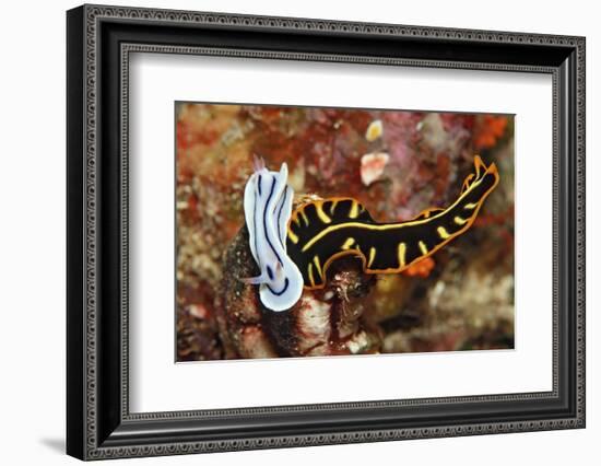 Marine Flatworm and a Sea Slug or Nudibranch (Chromodoris Willani)-Reinhard Dirscherl-Framed Photographic Print