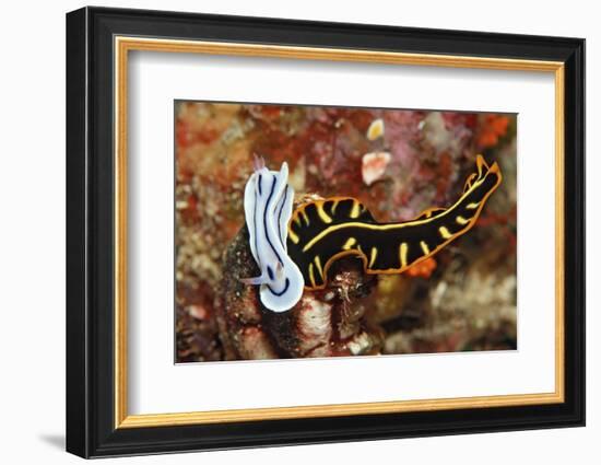 Marine Flatworm and a Sea Slug or Nudibranch (Chromodoris Willani)-Reinhard Dirscherl-Framed Photographic Print