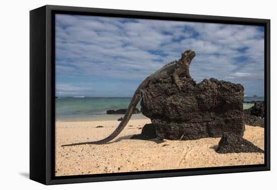 Marine Iguana (Amblyrhynchus Cristatus), Galapagos Islands, Ecuador-Pete Oxford-Framed Premier Image Canvas