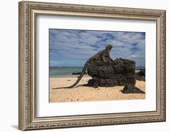 Marine Iguana (Amblyrhynchus Cristatus), Galapagos Islands, Ecuador-Pete Oxford-Framed Photographic Print