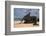 Marine Iguana (Amblyrhynchus Cristatus), Galapagos Islands, Ecuador-Pete Oxford-Framed Photographic Print