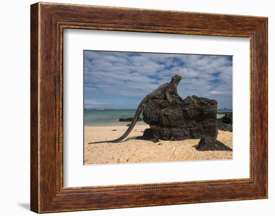 Marine Iguana (Amblyrhynchus Cristatus), Galapagos Islands, Ecuador-Pete Oxford-Framed Photographic Print