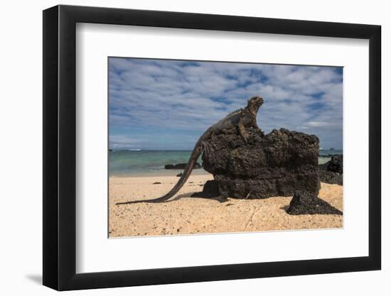 Marine Iguana (Amblyrhynchus Cristatus), Galapagos Islands, Ecuador-Pete Oxford-Framed Photographic Print