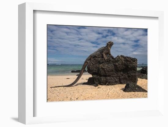 Marine Iguana (Amblyrhynchus Cristatus), Galapagos Islands, Ecuador-Pete Oxford-Framed Photographic Print