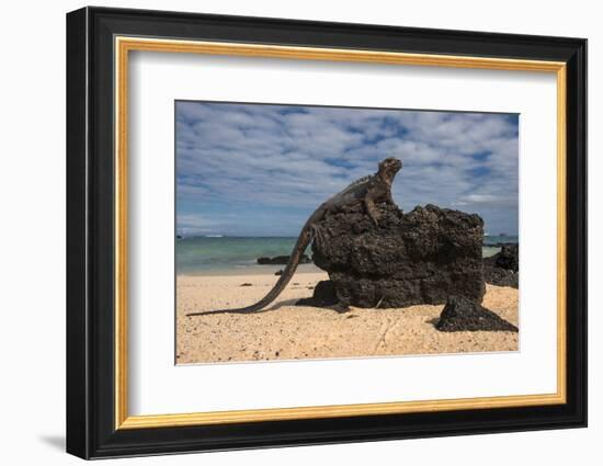 Marine Iguana (Amblyrhynchus Cristatus), Galapagos Islands, Ecuador-Pete Oxford-Framed Photographic Print