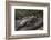 Marine Iguana (Amblyrhynchus Cristatus) Galapagos Islands, Ecuador-Pete Oxford-Framed Photographic Print