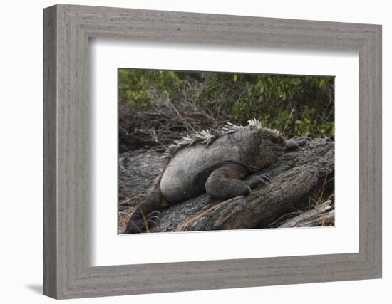 Marine Iguana (Amblyrhynchus Cristatus) Galapagos Islands, Ecuador-Pete Oxford-Framed Photographic Print