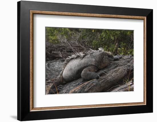 Marine Iguana (Amblyrhynchus Cristatus) Galapagos Islands, Ecuador-Pete Oxford-Framed Photographic Print