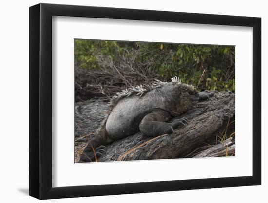 Marine Iguana (Amblyrhynchus Cristatus) Galapagos Islands, Ecuador-Pete Oxford-Framed Photographic Print