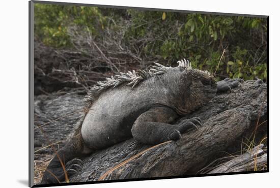 Marine Iguana (Amblyrhynchus Cristatus) Galapagos Islands, Ecuador-Pete Oxford-Mounted Photographic Print