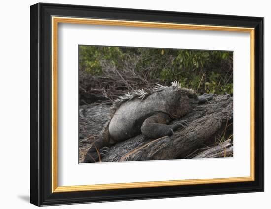 Marine Iguana (Amblyrhynchus Cristatus) Galapagos Islands, Ecuador-Pete Oxford-Framed Photographic Print