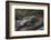 Marine Iguana (Amblyrhynchus Cristatus) Galapagos Islands, Ecuador-Pete Oxford-Framed Photographic Print