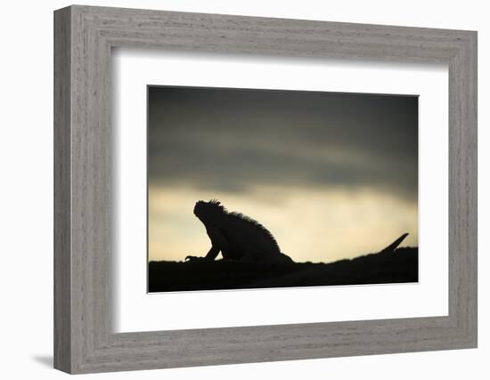 Marine Iguana (Amblyrhynchus Cristatus), Galapagos Islands, Ecuador-Pete Oxford-Framed Photographic Print