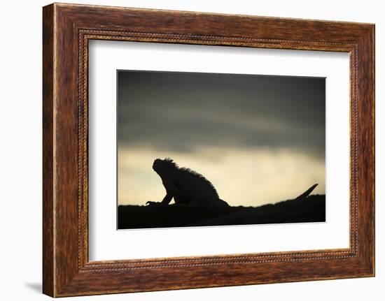 Marine Iguana (Amblyrhynchus Cristatus), Galapagos Islands, Ecuador-Pete Oxford-Framed Photographic Print