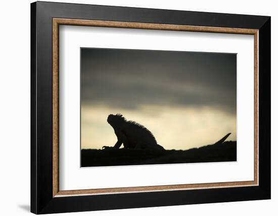 Marine Iguana (Amblyrhynchus Cristatus), Galapagos Islands, Ecuador-Pete Oxford-Framed Photographic Print