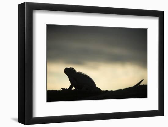 Marine Iguana (Amblyrhynchus Cristatus), Galapagos Islands, Ecuador-Pete Oxford-Framed Photographic Print