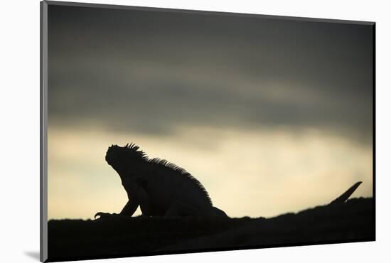 Marine Iguana (Amblyrhynchus Cristatus), Galapagos Islands, Ecuador-Pete Oxford-Mounted Photographic Print