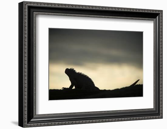 Marine Iguana (Amblyrhynchus Cristatus), Galapagos Islands, Ecuador-Pete Oxford-Framed Photographic Print