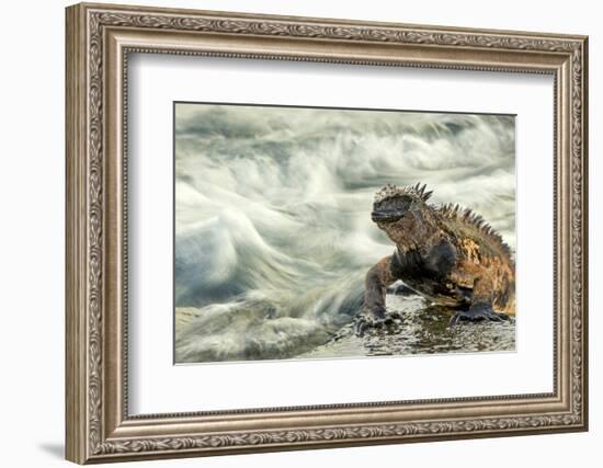 Marine Iguana (Amblyrhynchus Cristatus) on Rock Taken with Slow Shutter Speed to Show Motion-Ben Hall-Framed Photographic Print