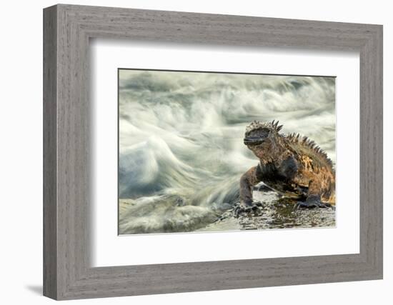 Marine Iguana (Amblyrhynchus Cristatus) on Rock Taken with Slow Shutter Speed to Show Motion-Ben Hall-Framed Photographic Print