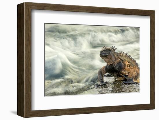 Marine Iguana (Amblyrhynchus Cristatus) on Rock Taken with Slow Shutter Speed to Show Motion-Ben Hall-Framed Photographic Print