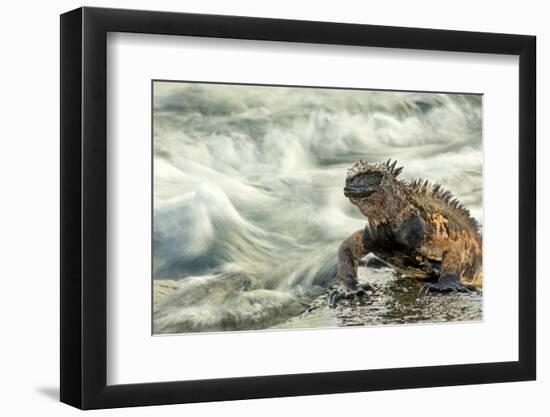 Marine Iguana (Amblyrhynchus Cristatus) on Rock Taken with Slow Shutter Speed to Show Motion-Ben Hall-Framed Photographic Print