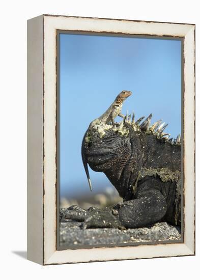 Marine Iguana (Amblyrhynchus Cristatus) on Rock with Lava Lizard Sitting on its Head-Ben Hall-Framed Premier Image Canvas