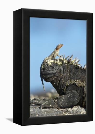 Marine Iguana (Amblyrhynchus Cristatus) on Rock with Lava Lizard Sitting on its Head-Ben Hall-Framed Premier Image Canvas