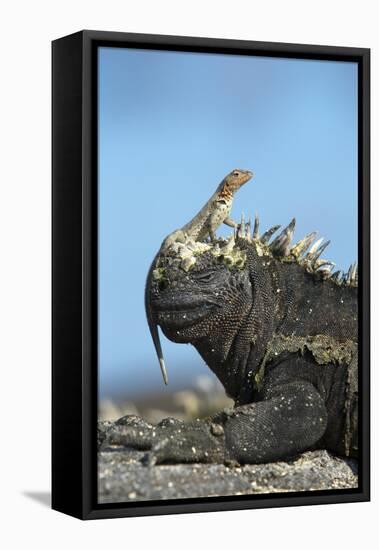 Marine Iguana (Amblyrhynchus Cristatus) on Rock with Lava Lizard Sitting on its Head-Ben Hall-Framed Premier Image Canvas