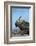 Marine Iguana (Amblyrhynchus Cristatus) on Rock with Lava Lizard Sitting on its Head-Ben Hall-Framed Photographic Print