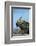 Marine Iguana (Amblyrhynchus Cristatus) on Rock with Lava Lizard Sitting on its Head-Ben Hall-Framed Photographic Print