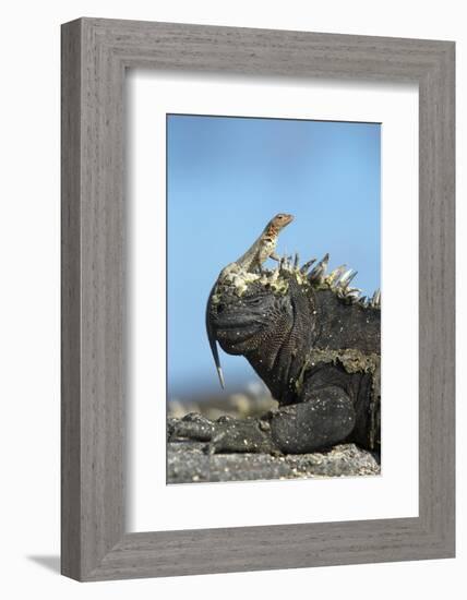 Marine Iguana (Amblyrhynchus Cristatus) on Rock with Lava Lizard Sitting on its Head-Ben Hall-Framed Photographic Print