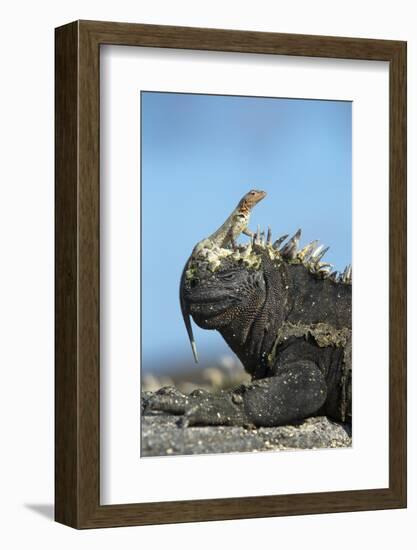 Marine Iguana (Amblyrhynchus Cristatus) on Rock with Lava Lizard Sitting on its Head-Ben Hall-Framed Photographic Print