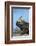 Marine Iguana (Amblyrhynchus Cristatus) on Rock with Lava Lizard Sitting on its Head-Ben Hall-Framed Photographic Print