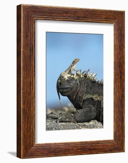 Marine Iguana (Amblyrhynchus Cristatus) on Rock with Lava Lizard Sitting on its Head-Ben Hall-Framed Photographic Print