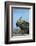 Marine Iguana (Amblyrhynchus Cristatus) on Rock with Lava Lizard Sitting on its Head-Ben Hall-Framed Photographic Print