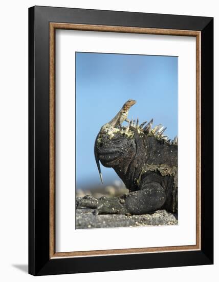 Marine Iguana (Amblyrhynchus Cristatus) on Rock with Lava Lizard Sitting on its Head-Ben Hall-Framed Photographic Print