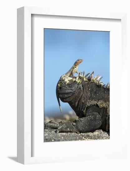 Marine Iguana (Amblyrhynchus Cristatus) on Rock with Lava Lizard Sitting on its Head-Ben Hall-Framed Photographic Print