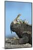 Marine Iguana (Amblyrhynchus Cristatus) on Rock with Lava Lizard Sitting on its Head-Ben Hall-Mounted Photographic Print