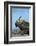 Marine Iguana (Amblyrhynchus Cristatus) on Rock with Lava Lizard Sitting on its Head-Ben Hall-Framed Photographic Print