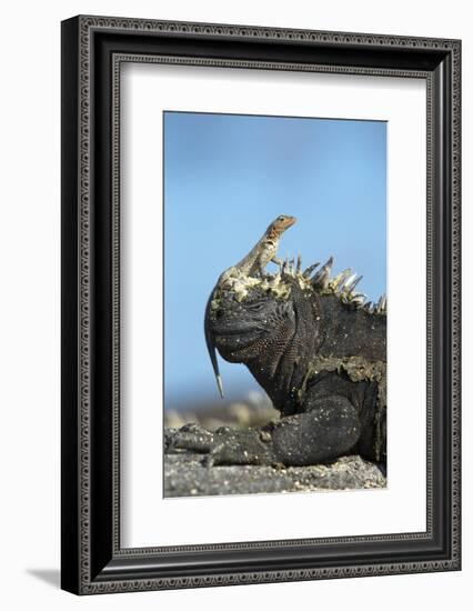 Marine Iguana (Amblyrhynchus Cristatus) on Rock with Lava Lizard Sitting on its Head-Ben Hall-Framed Photographic Print